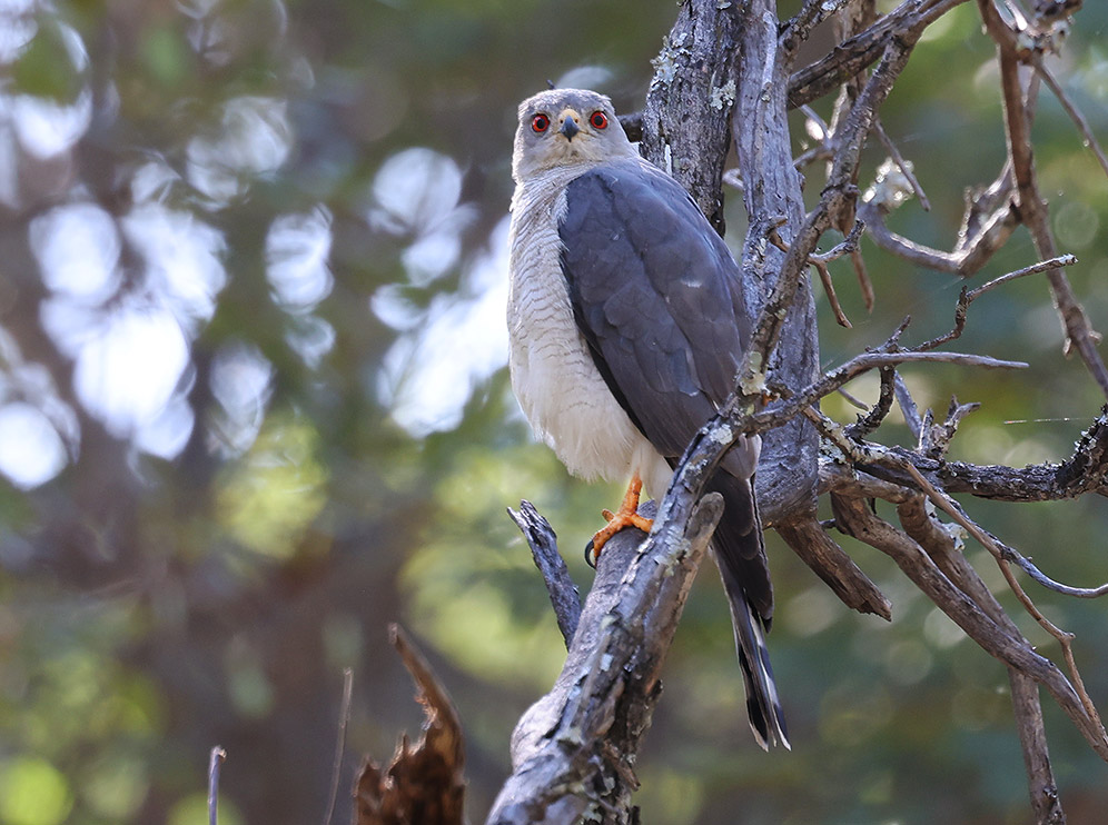 Shikra